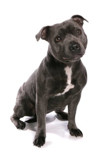 Domestic Dog