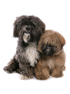 Tibetterrier with puppy