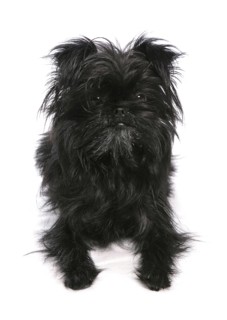 Affenpinscher