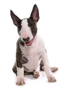 Domestic Dog