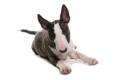 Domestic Dog