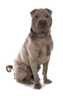 Domestic dog