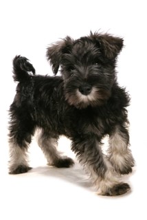 Domestic Dog