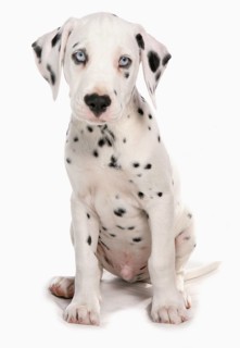 Domestic Dog