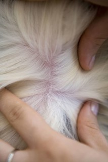 Domestic Dog