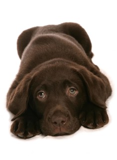 Domestic Dog