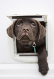 Domestic Dog