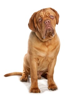 Domestic Dog