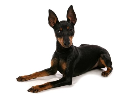 Domestic Dog