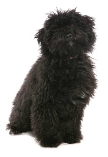 Domestic Dog