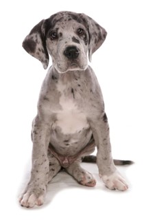 Great Dane