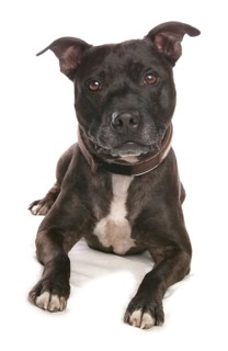 Domestic Dog