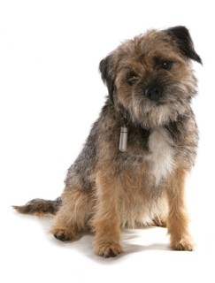 Domestic dog