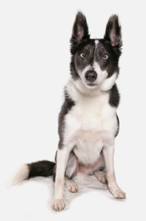 Interracial dog
