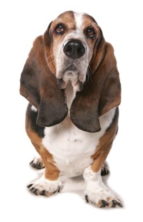 Domestic Dog