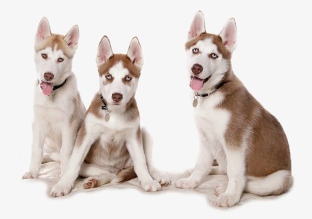 Siberian Huskies