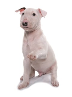 Bull Terrier