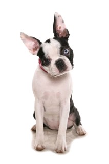 Domestic dog