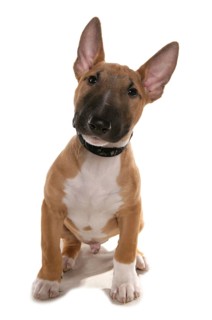 Domestic dog