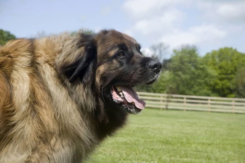 Domestic dog