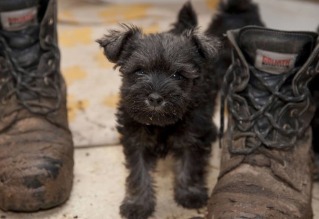 Schnauzer