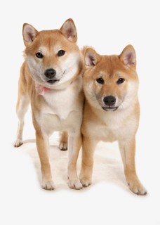 Domestic dog