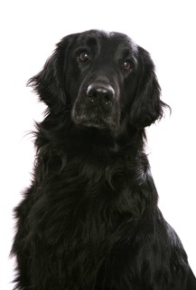 Domestic dog