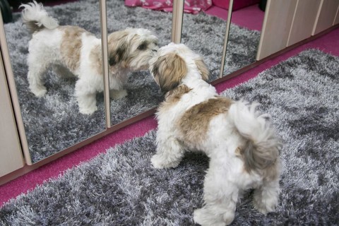 Domestic Dog
