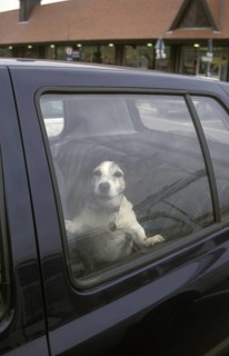 Domestic Dog