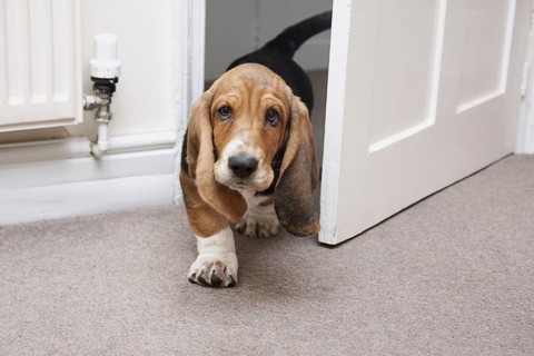 Domestic Dog
