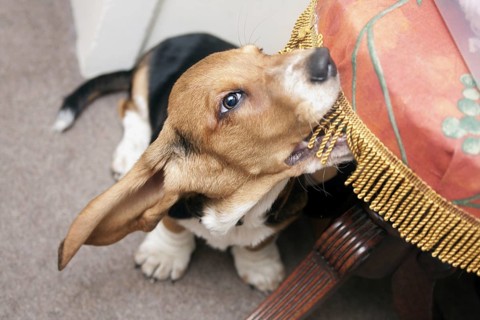 Domestic Dog