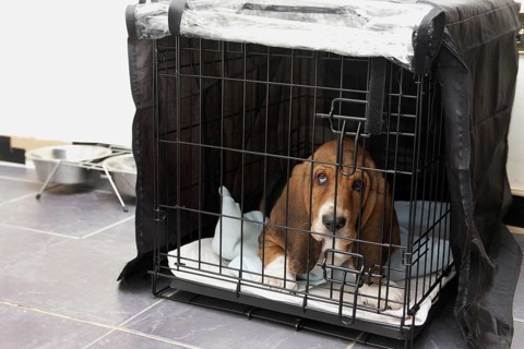Domestic Dog