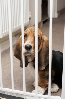 Domestic Dog
