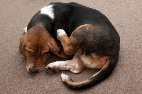 Domestic Dog