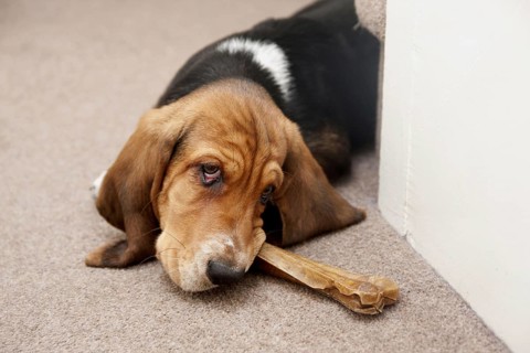 Domestic Dog