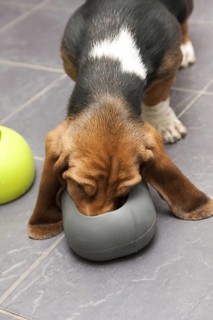 Domestic Dog