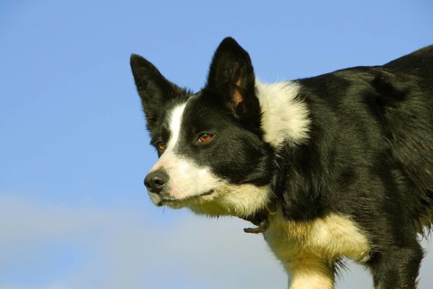 Domestic dog