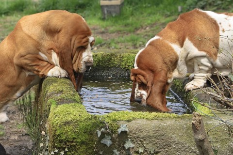 Basset Hounds drink from watering trough