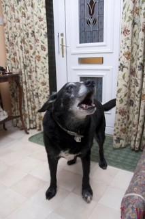 Domestic Dog