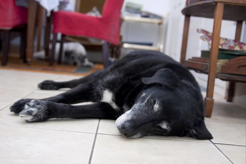Domestic Dog