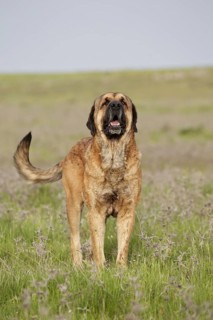 Domestic Dog