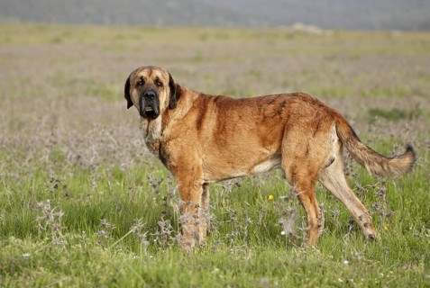 Domestic Dog