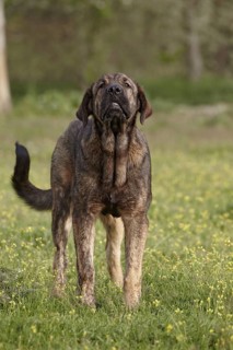 Domestic Dog