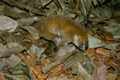 Common bear macaque