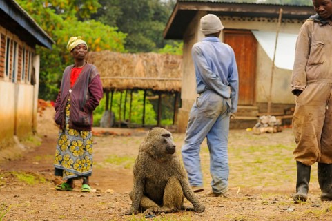 Olive baboon