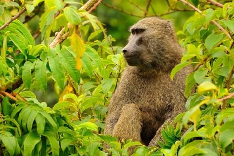 Olive baboon