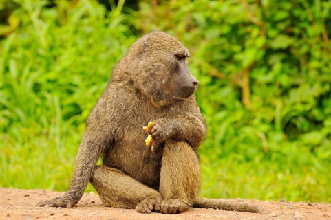 Olive baboon