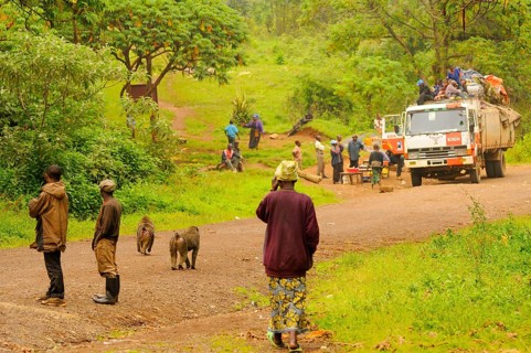 Olive baboon