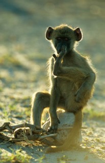 Chacma Baboon