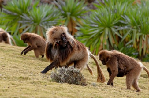 Gelada baboon
